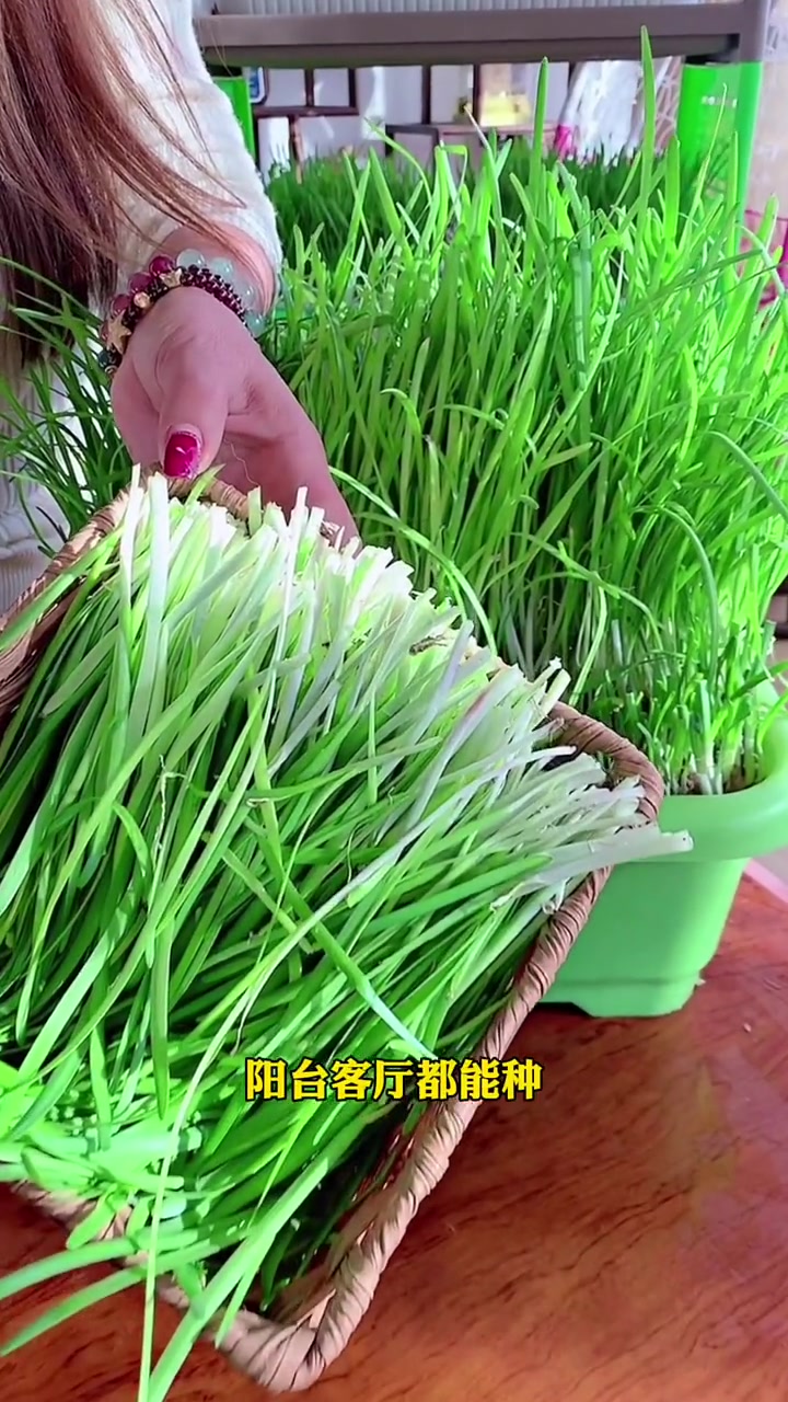 种韭菜比泡面还简单,就是这个水培韭菜!三农短视频加油赛