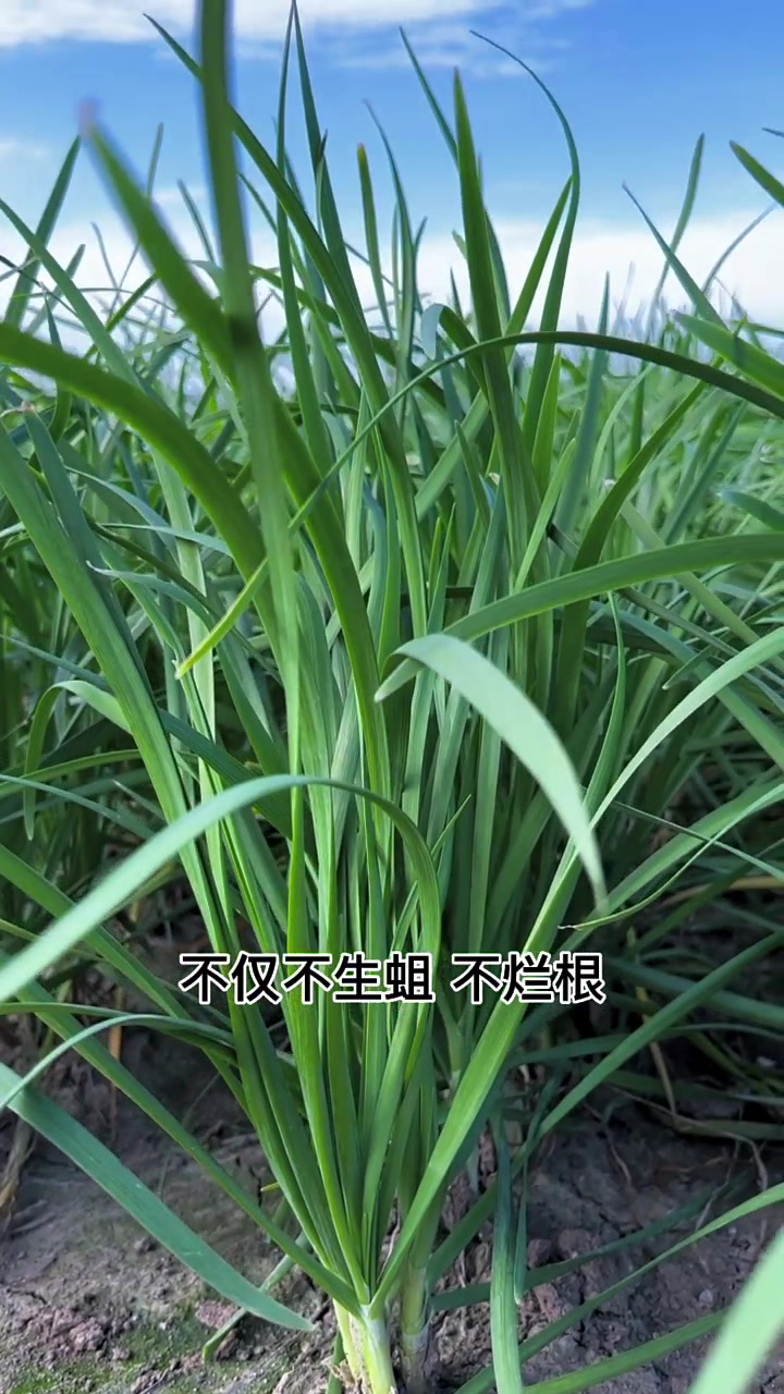 这个小技巧值得收藏,这样种韭菜,不生蛆不烂根