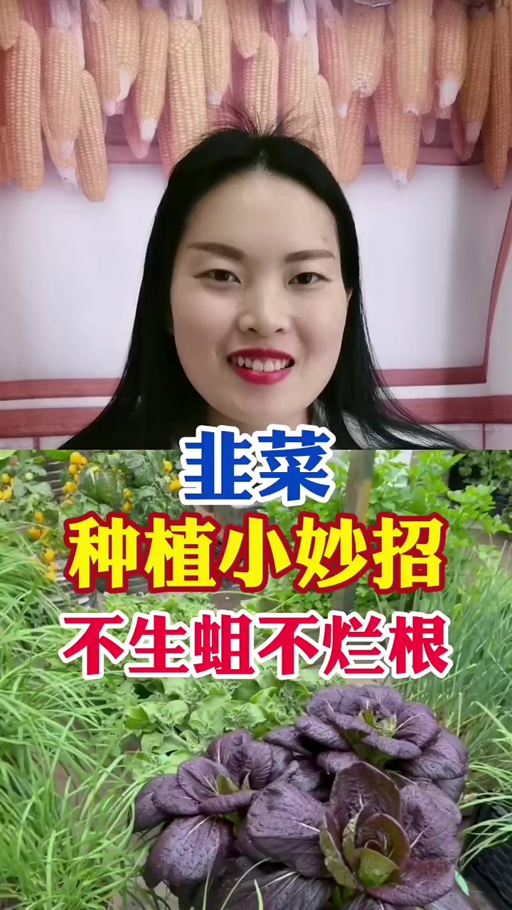 韭菜种植小妙招!不生蛆不烂根!你也试试吧,传播农业小知识