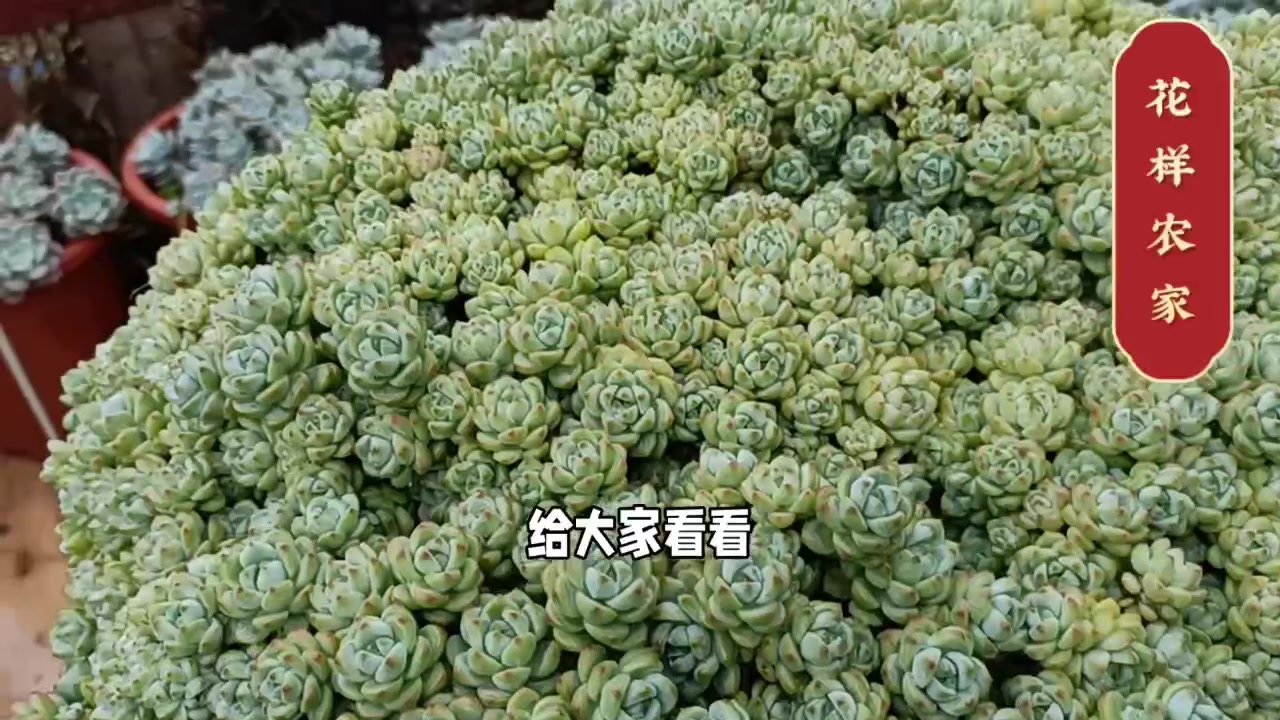 #多肉植物# 分享一颗超大焦糖精灵。这是我的最爱!欢迎交流!