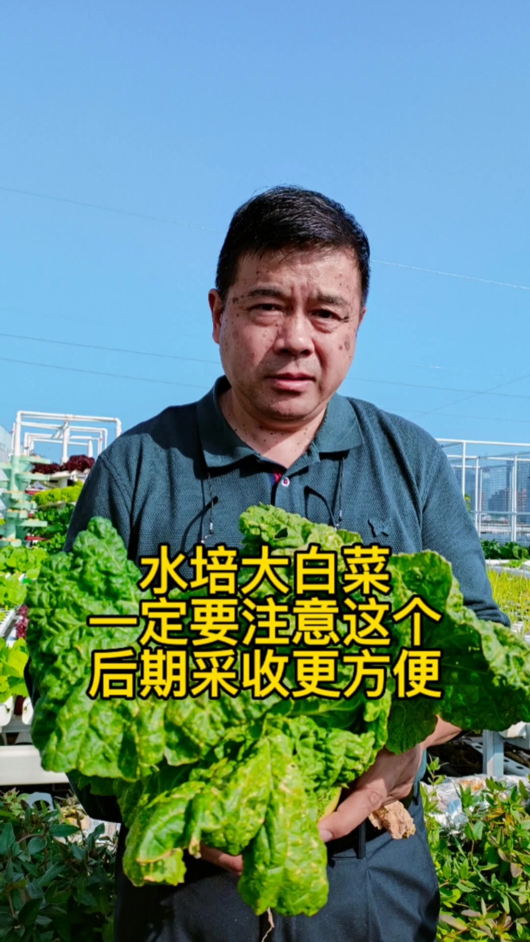水培大白菜注意这个,收菜就能避免卡管道