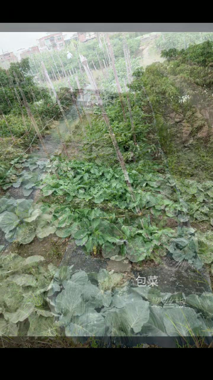 有需要绿色无公害疏菜的朋友?