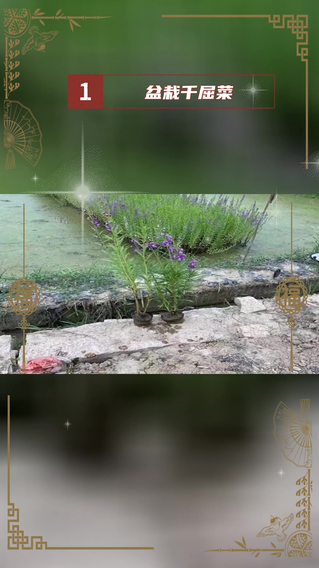 盆栽千屈菜种植