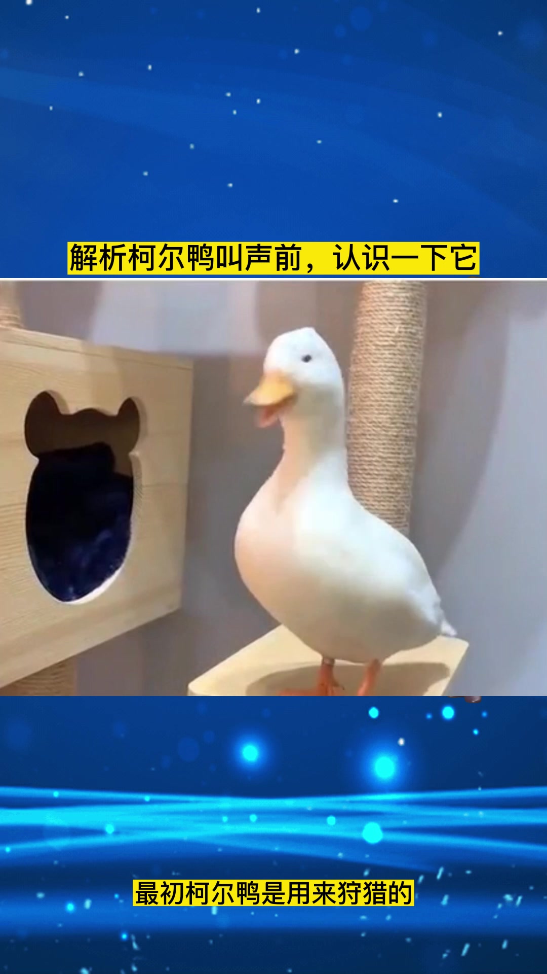 第67集:解析柯尔鸭的叫声