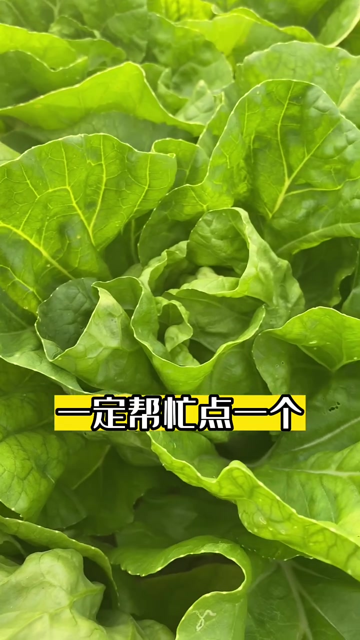 教你白菜怎么预防病虫害