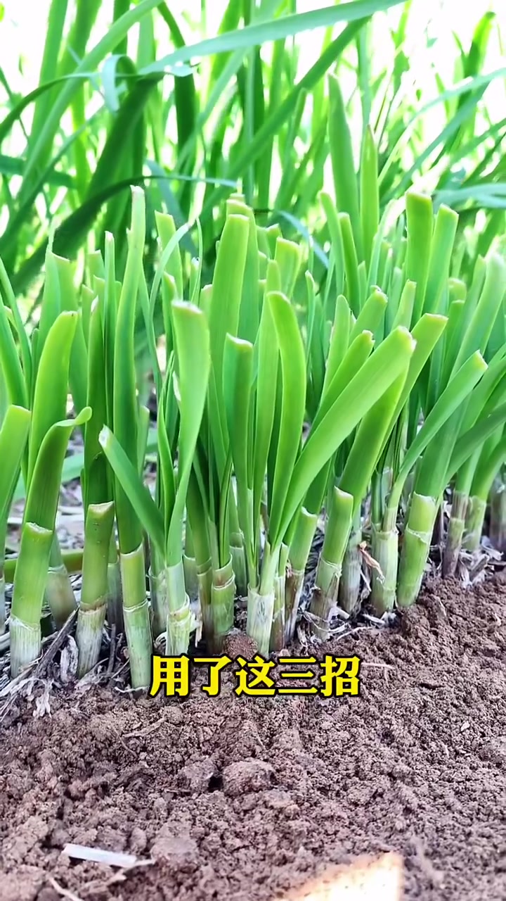 学会这三招,让你的韭菜也越割越粗!