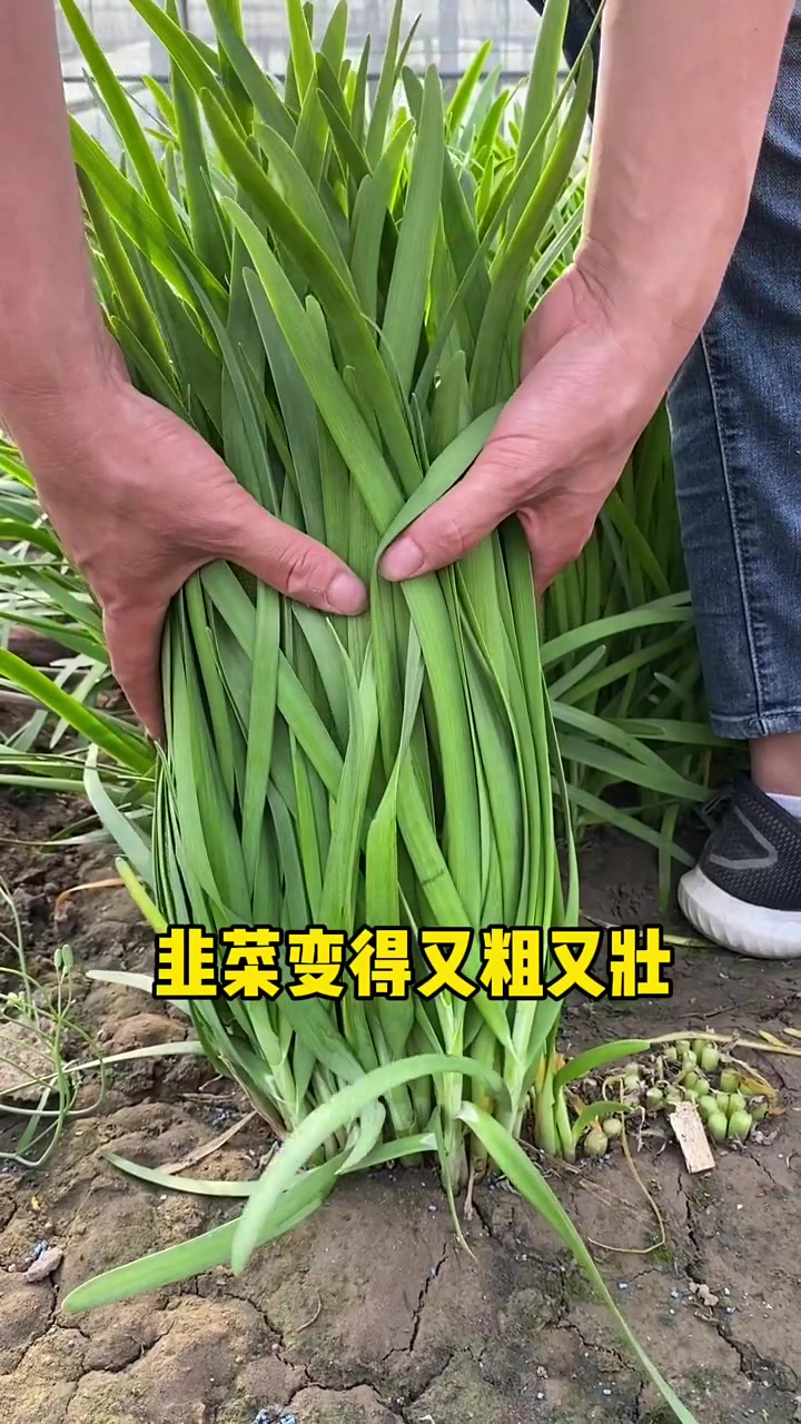 用这个方法可以让你种的韭菜长的跟小葱一样大