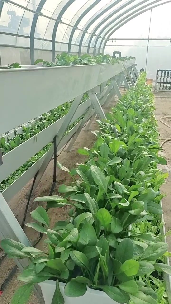 大棚立体种植，蔬菜涨势非常快，不用施肥，不用农药