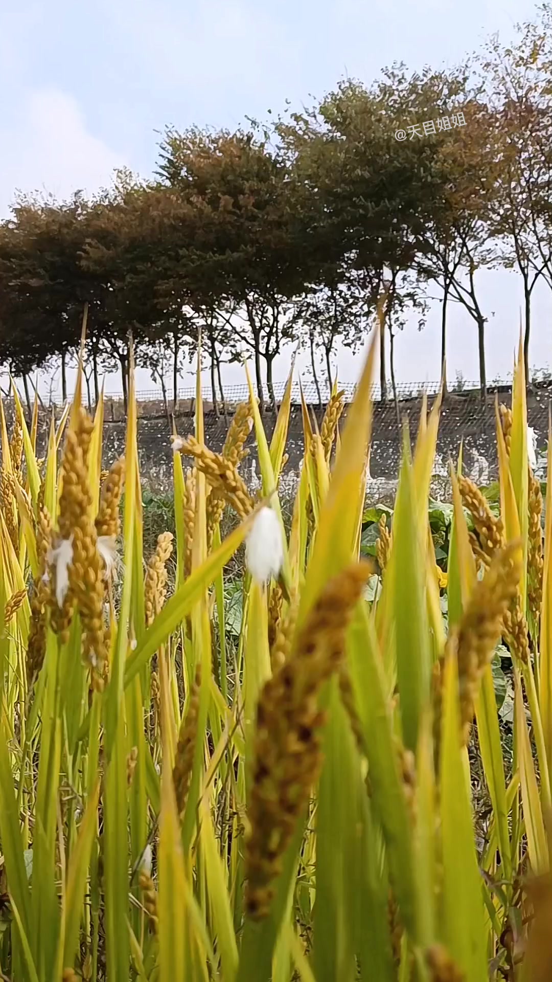 江苏溧阳农村人用自家田里种出的稻子麦子,喂养出了一大群大白鹅
