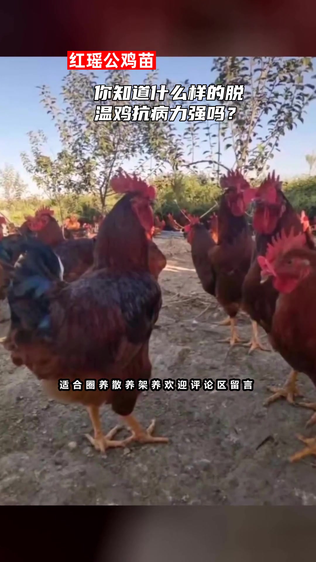 你知道什么样的脱温鸡抗病力强吗?