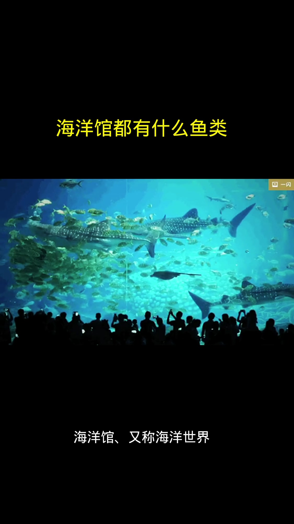 海洋馆都有什么鱼类