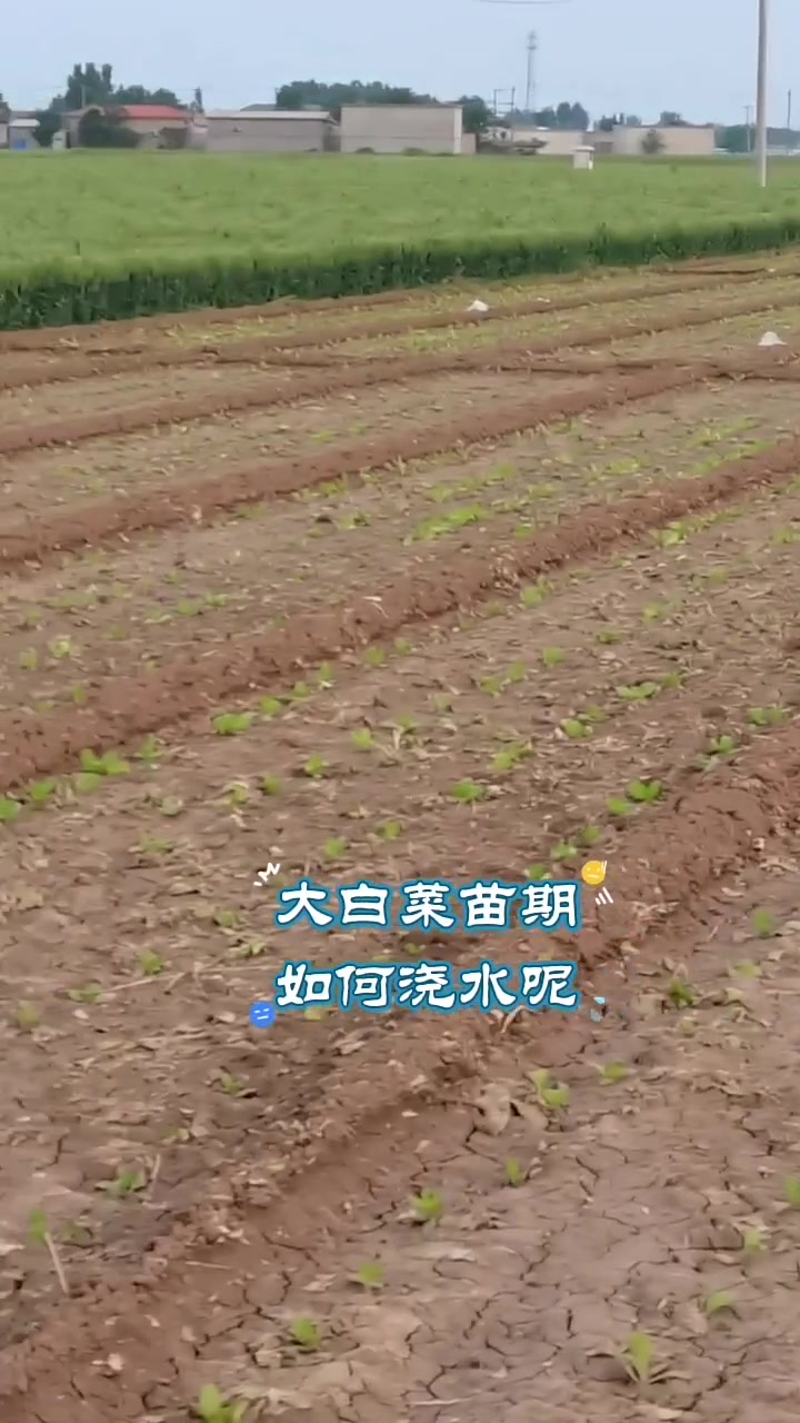 大白菜苗期如何正确浇水