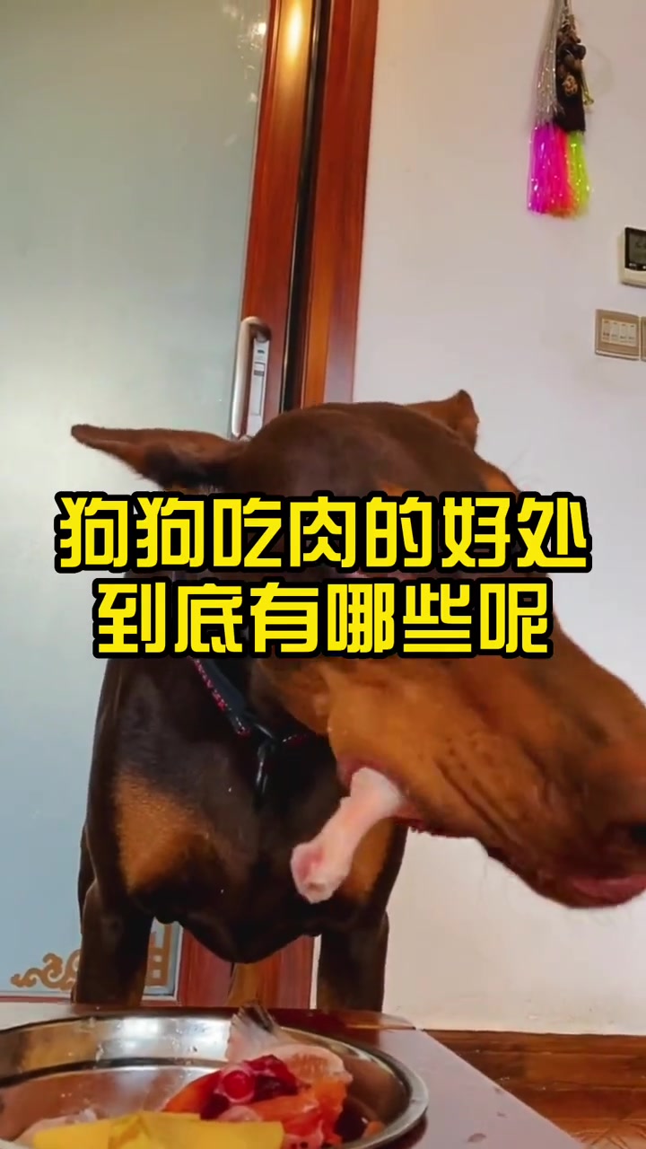 第340集|狗狗吃肉的好处到底有哪些呢?狗狗 科学养宠攻略 萌宠