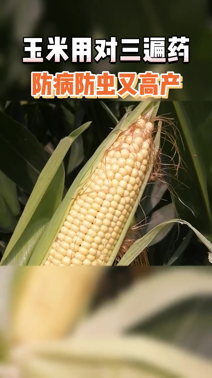玉米用对三遍药,防病防虫又高产!