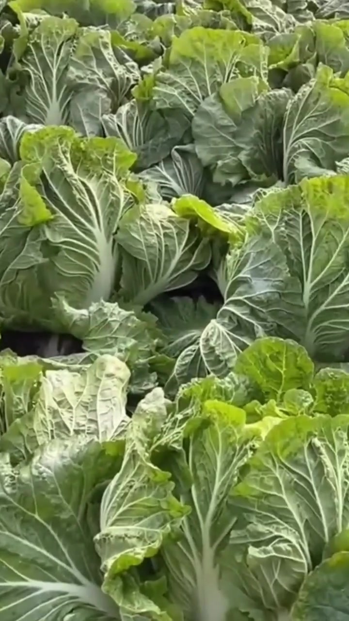 农业白菜大白菜不烂根,出芽快,小妙招