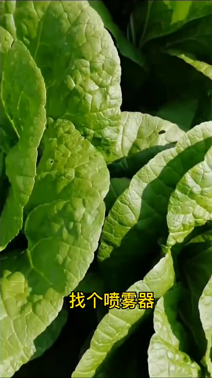 白菜浇水小窍门