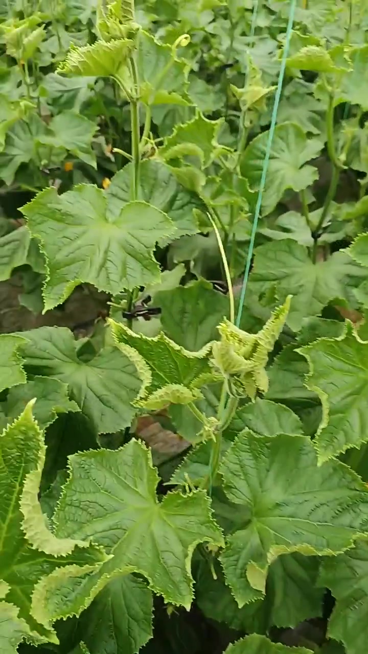 蔬菜病虫害防治技术线虫特效药大棚种植管理