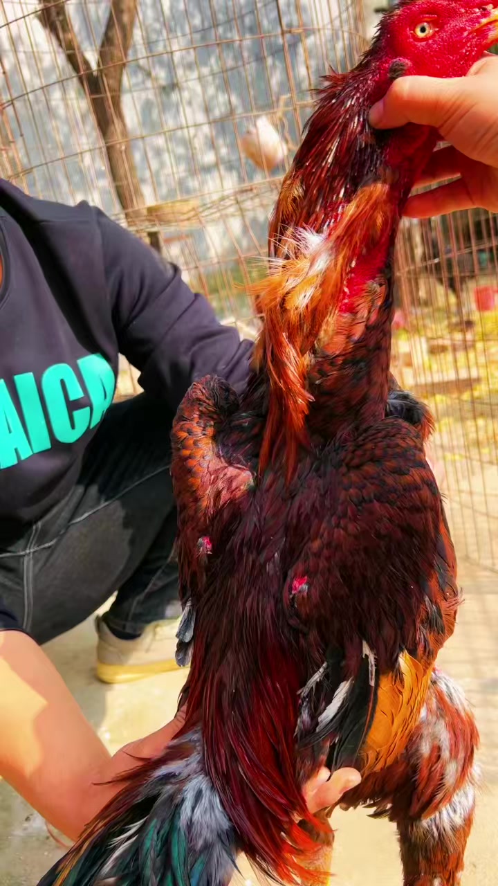 八斤重的火烧毛战将腿腿打头