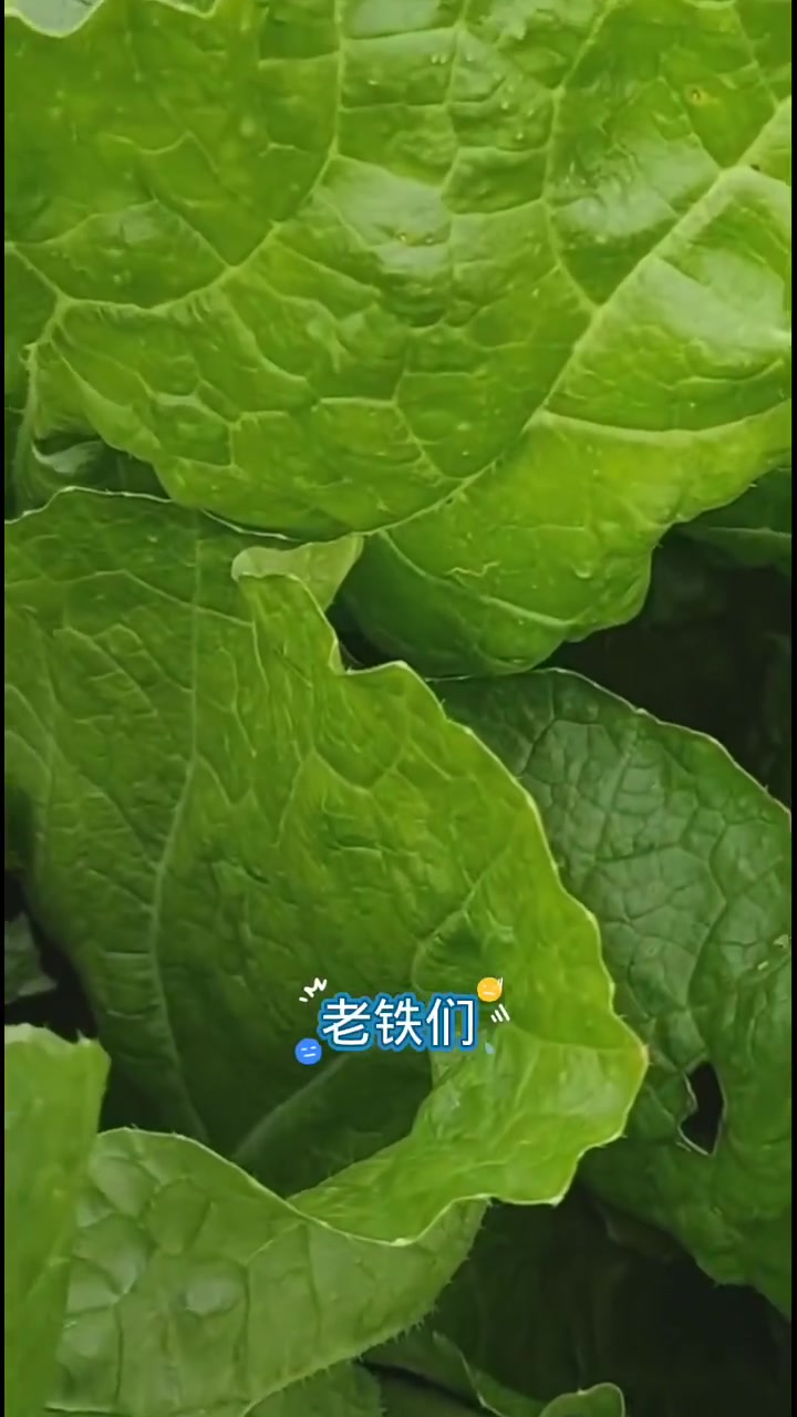 白菜包心期管理方法