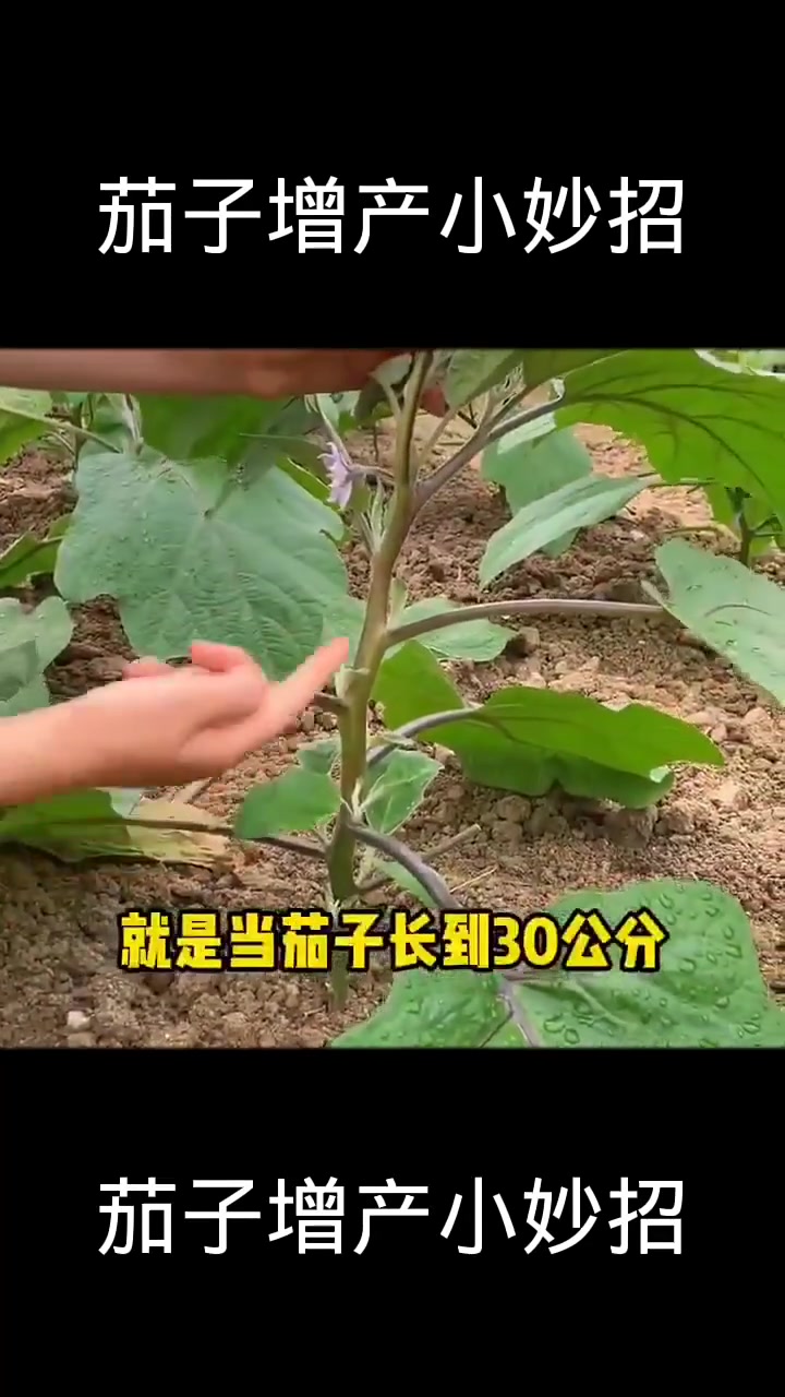 蔬菜病虫害防治技术(6)