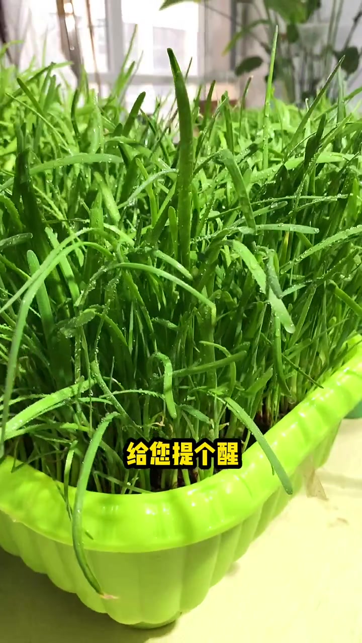 在家阳台种水培韭菜不用土只浇水就行!