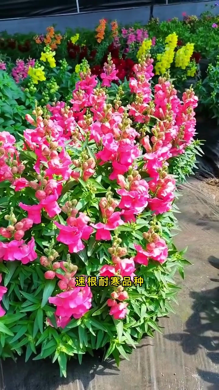 秋播的金鱼草种子来了,花多色艳,阳台院子空花盆都能种