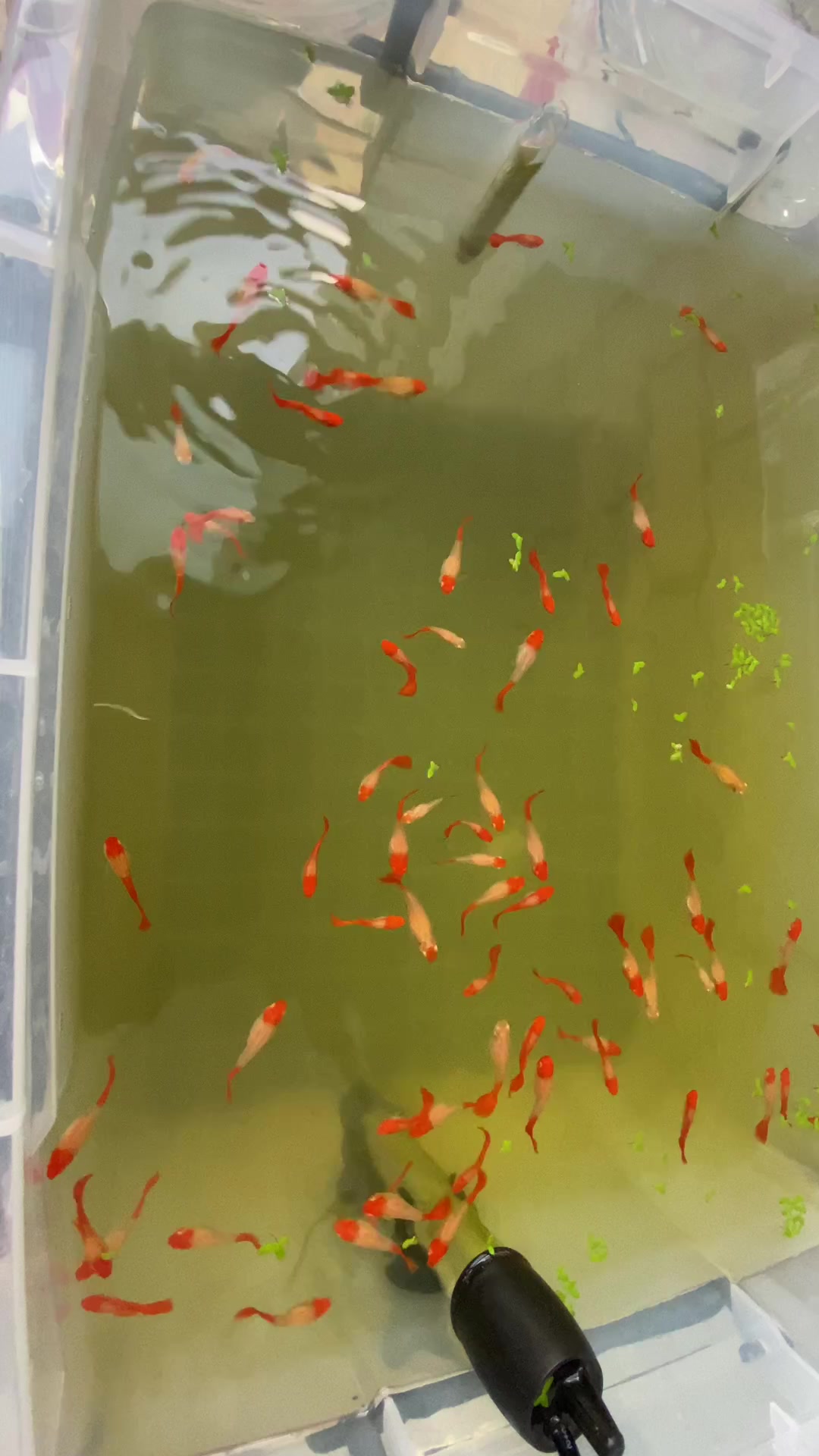 鸿运当头孔雀鱼苗