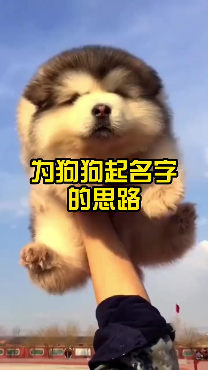 第121集|为狗狗起名字的思路 狗狗起名字 狗狗 萌宠 科学养宠攻略