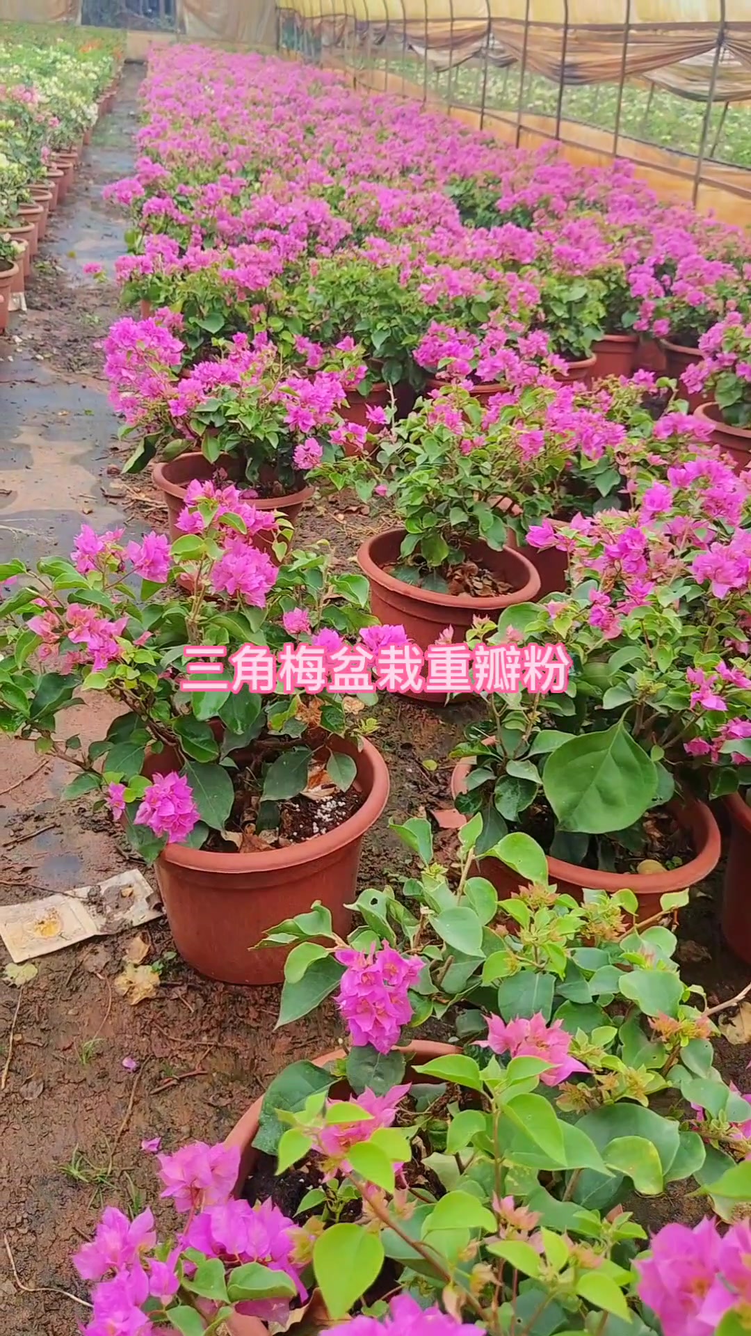 云南邹氏兄弟苗圃阿杰-三角梅重瓣粉