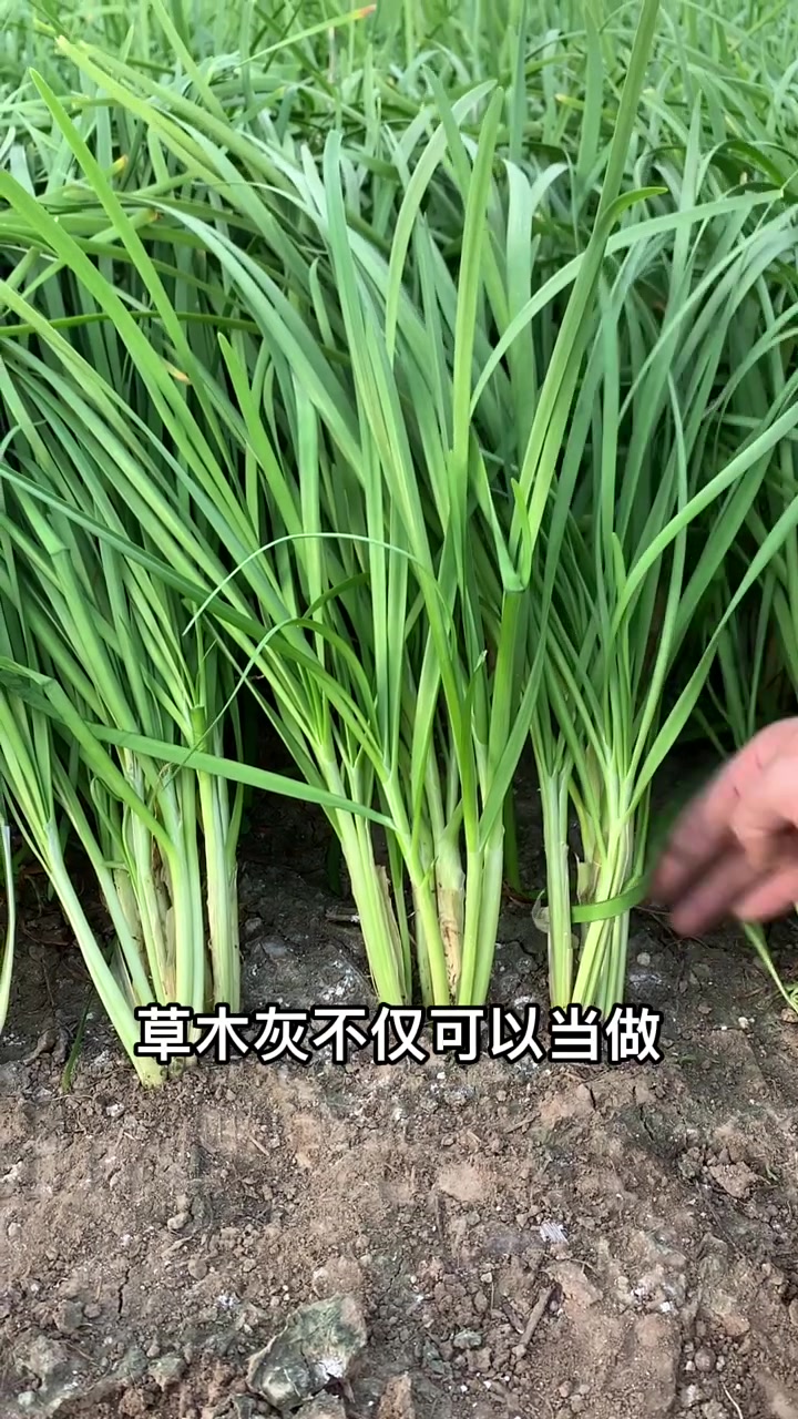 预防韭菜生蛆烂根的妙招，也可以增产增收，快来试试吧