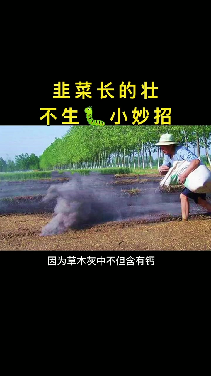 韭菜长的壮 不生虫小妙招,韭菜高产,韭菜病害防治