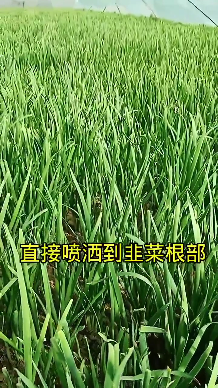 韭菜如何防治蛆虫,韭菜,三农,蔬菜种植