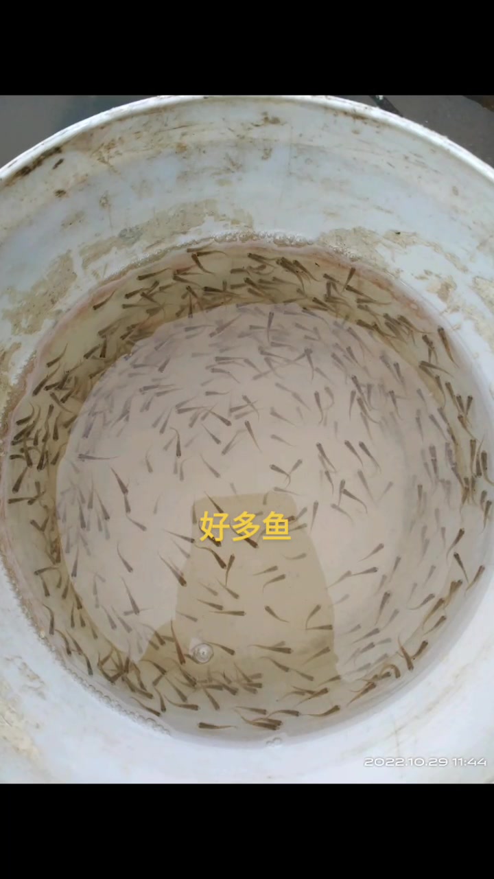 养了漂亮的一群小鱼!