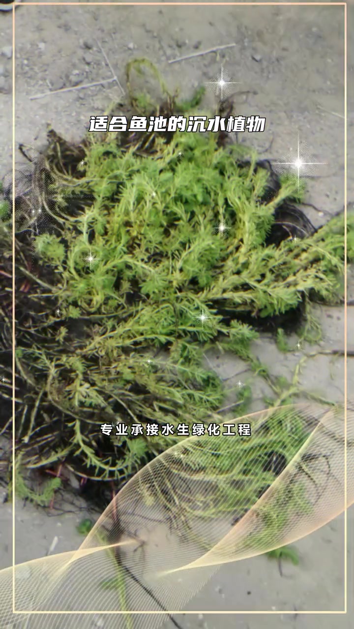 矮生苦草种植基地 适合鱼池的沉水植物 淡水沉水植物