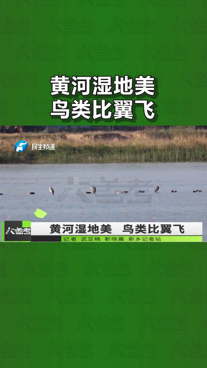 青头潜鸭、中华秋沙鸭等多种珍稀候鸟栖息黄河湿地越冬 黄河湿地