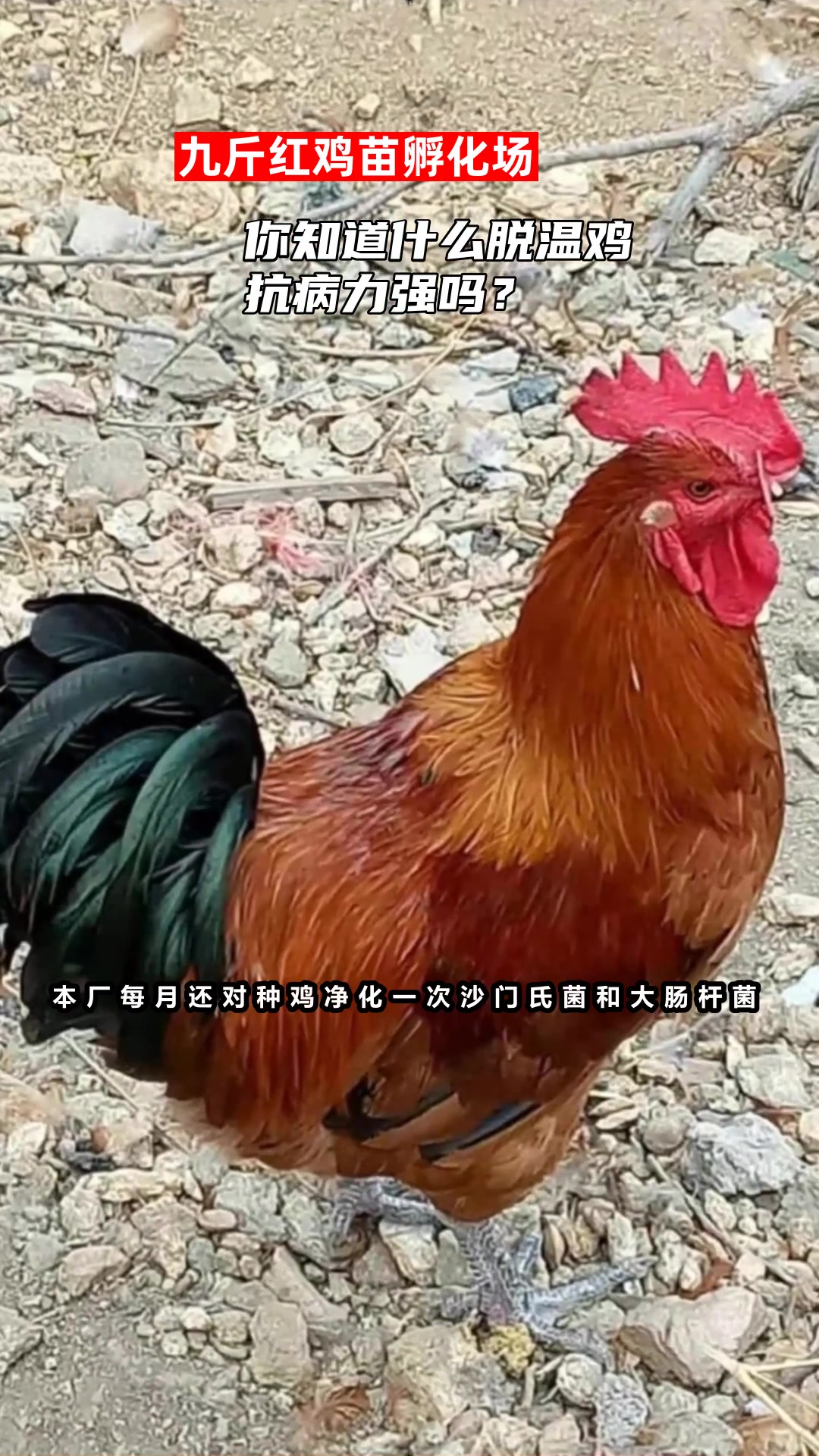 你知道什么脱温鸡抗病力强吗?