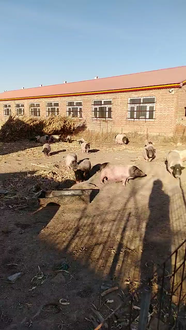 散养巴马香猪,吃草的猪