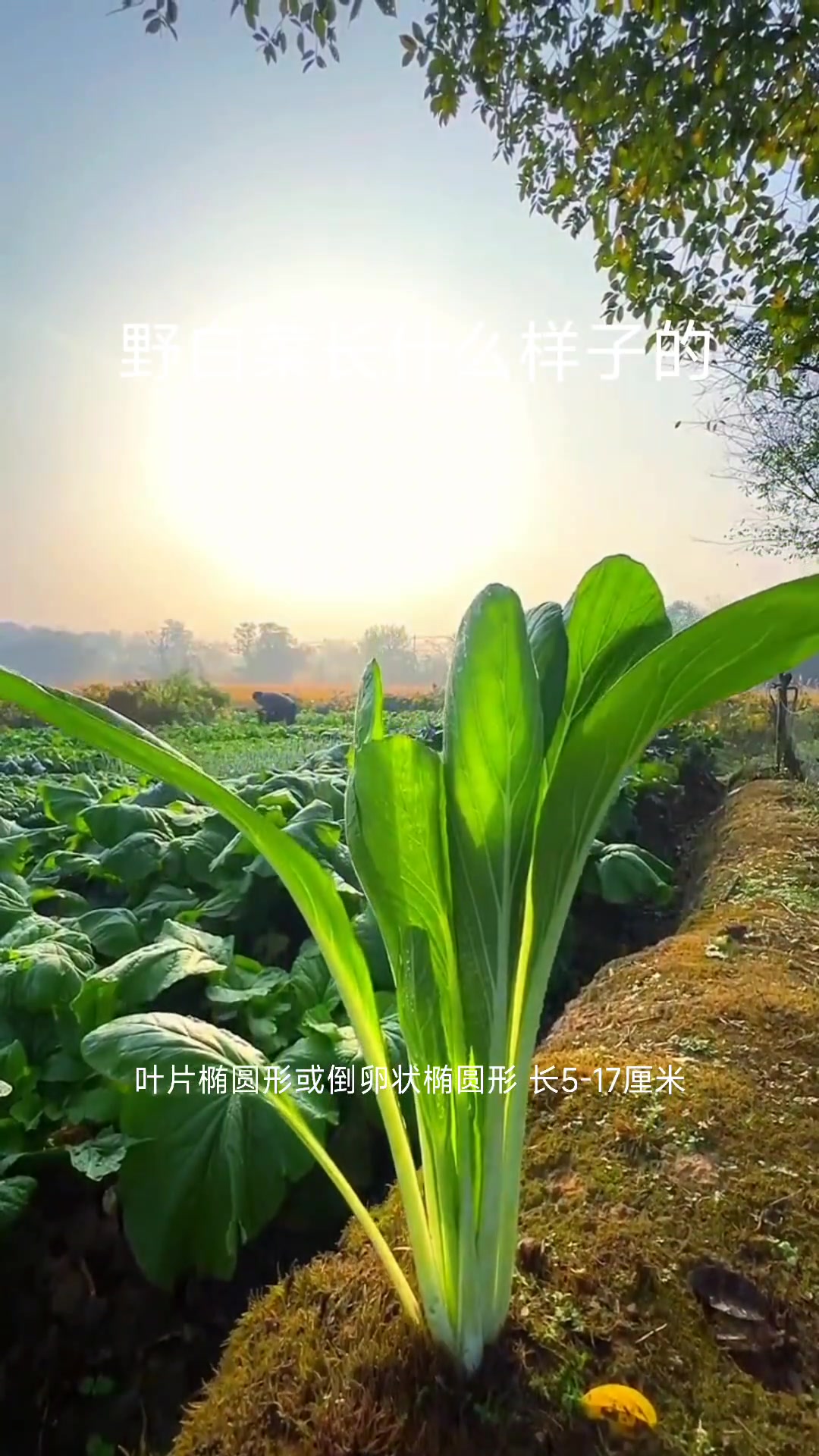 野白菜长什么样子的