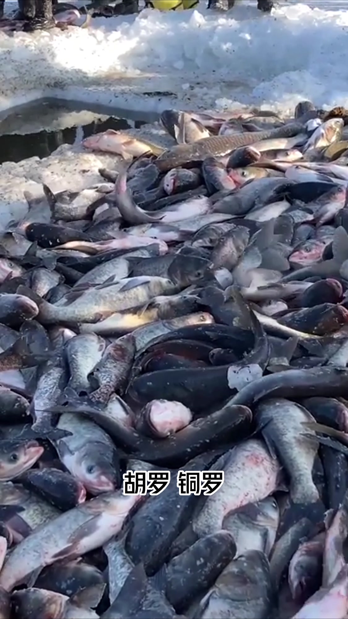 饶河好吃的鱼数不胜数,老百姓称为“三花五罗十八子”
