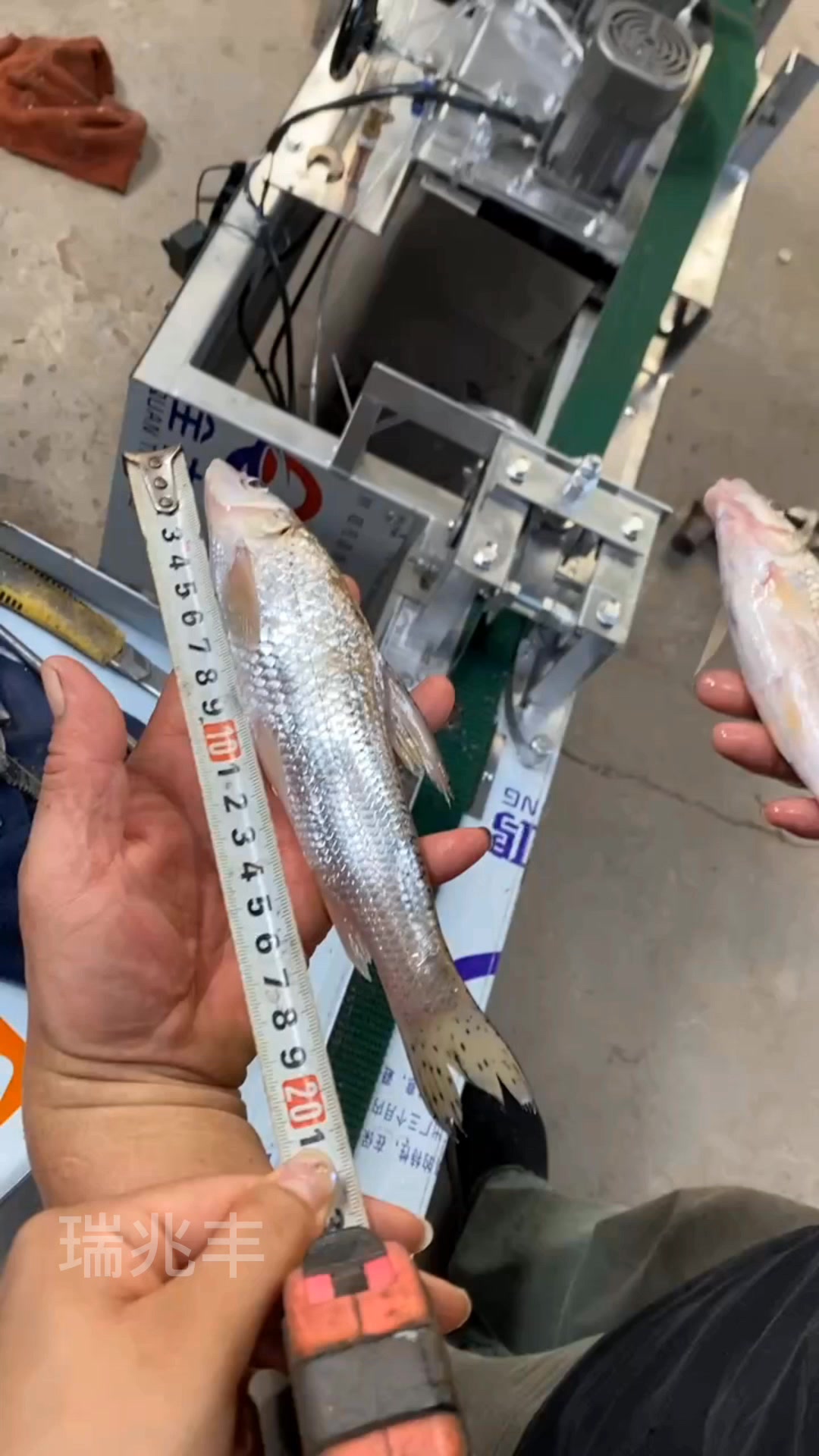 杀小鱼机杀麦鲮鱼