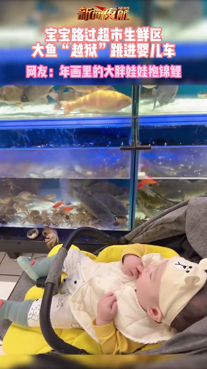 宝宝路过超市生鲜区,大鱼“越狱”跳进婴儿车。网友:年画里的大胖娃娃抱锦鲤。万万没想到 锦鲤