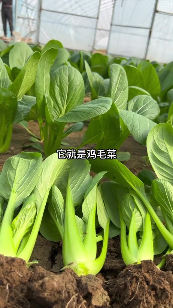 脆嫩可口鸡毛菜种植小技巧鸡毛菜
