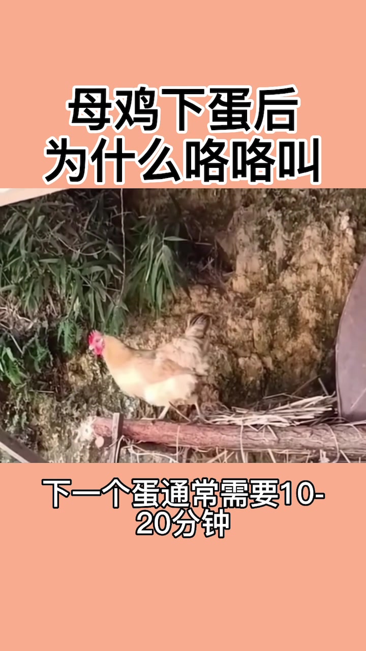 母鸡下蛋后,为什么咯咯叫?你知道吗?
