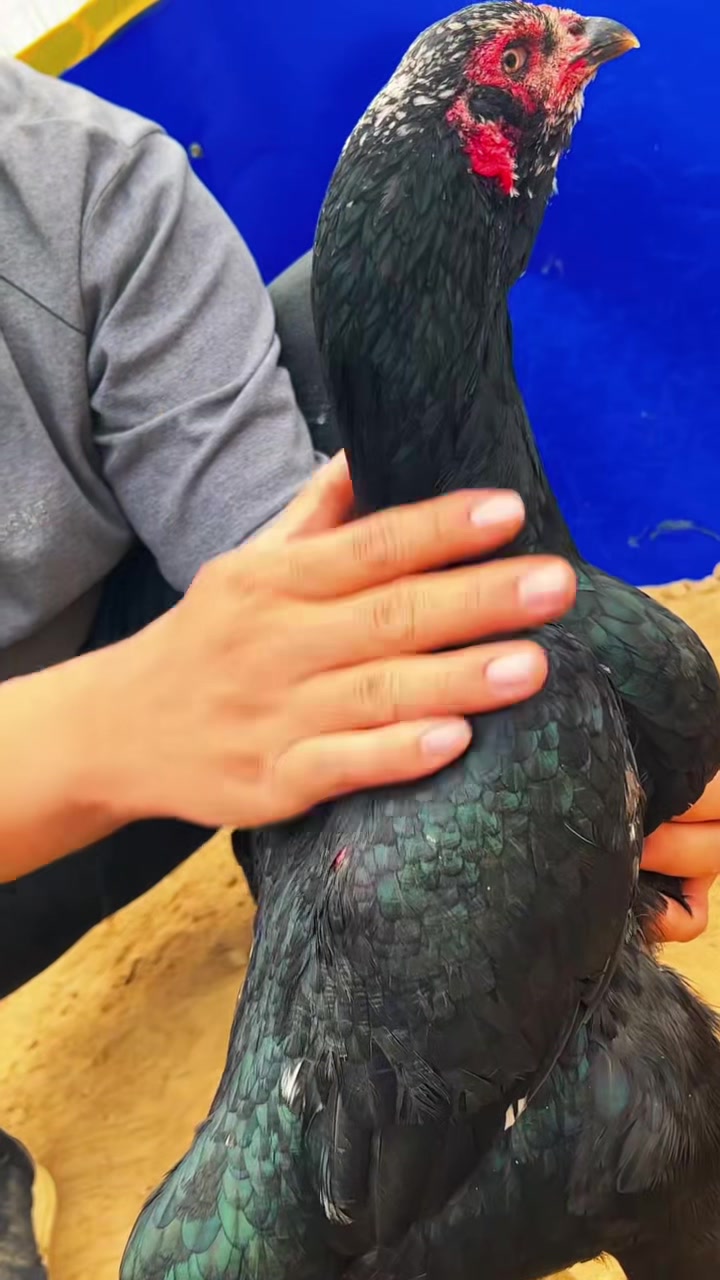 进来欣赏精品越南鬼母斗鸡