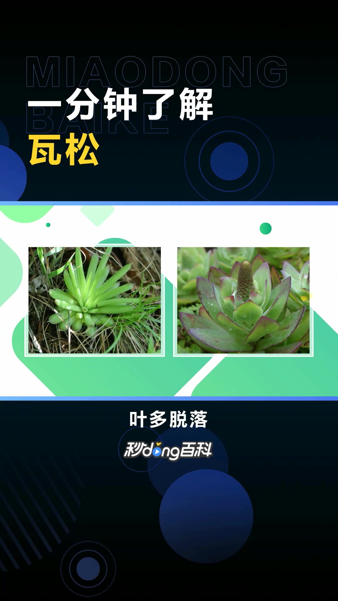 瓦松:景天科植物瓦松的干燥地上部分