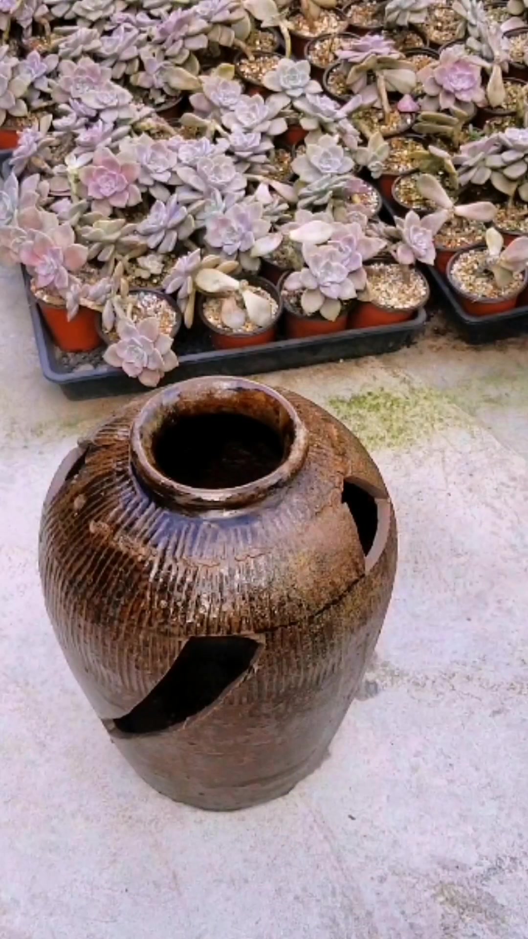 农村废弃的酒坛子千万别扔了,摇身一变成多肉花盆,简单实用