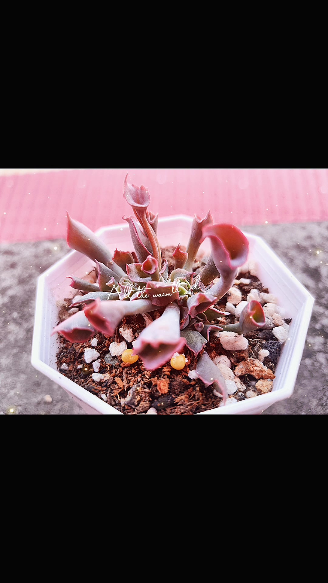 多肉魔笛是不是和猪鼻子很像