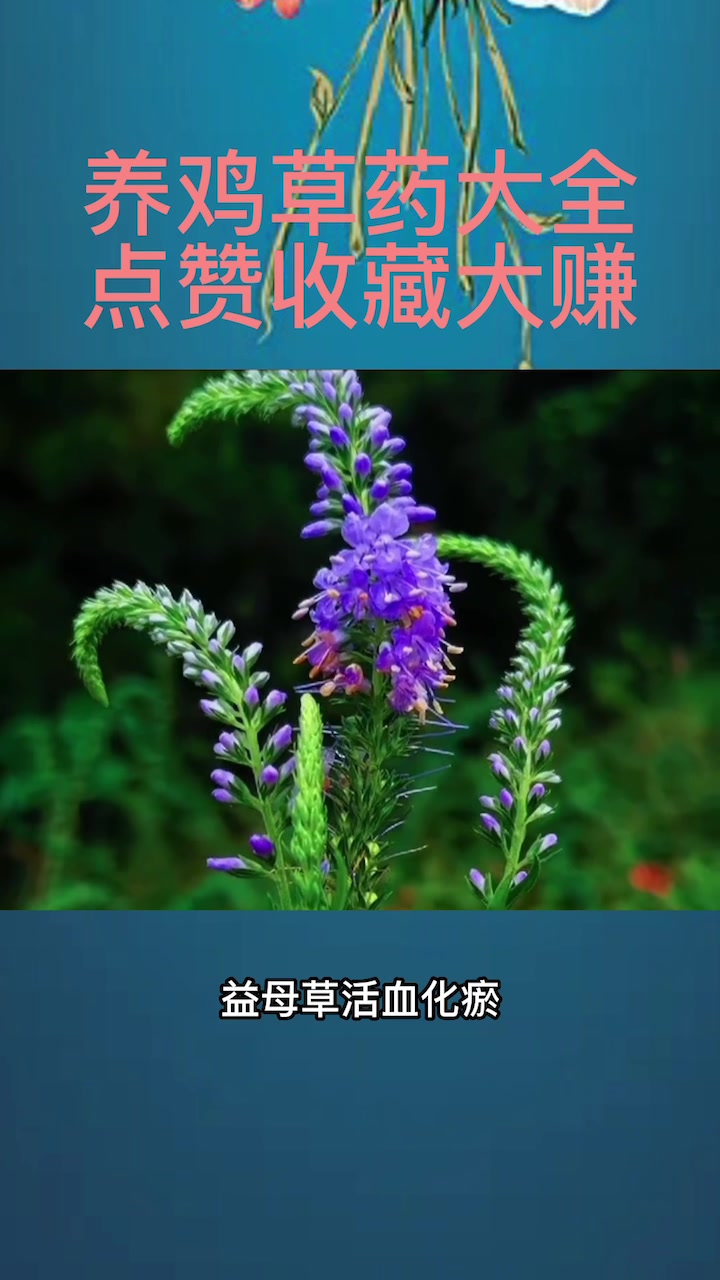 养鸡所用草药大全,值得收藏关注