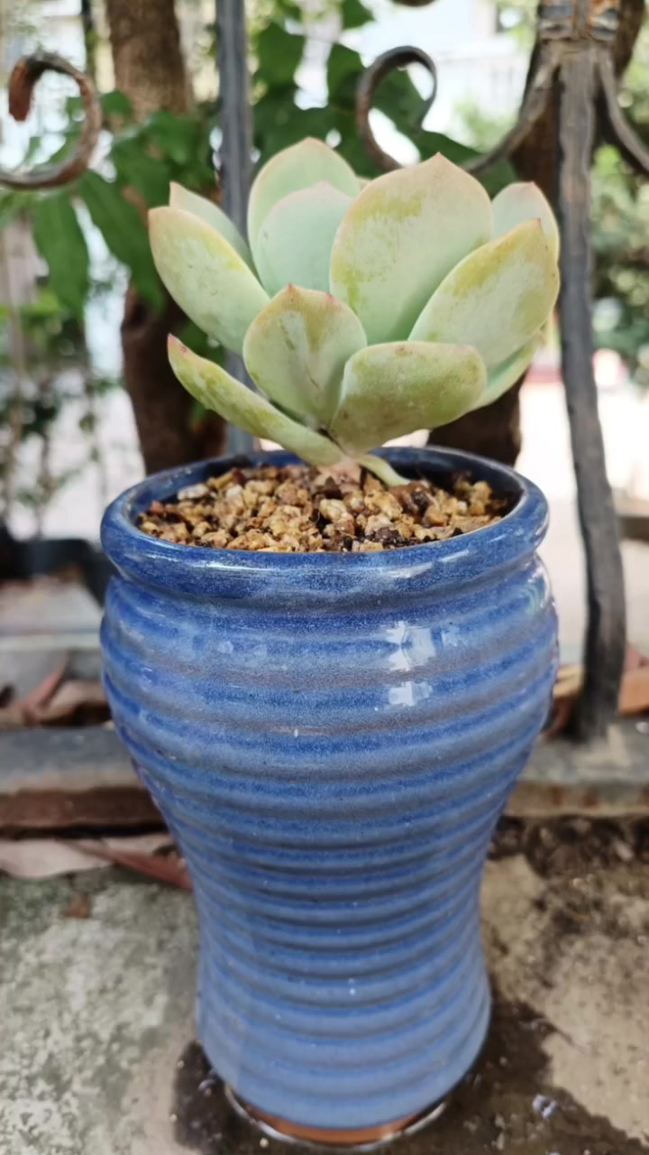 多肉植物是很好人喜欢,也是很多人难忘它的春夏秋冬的变化!