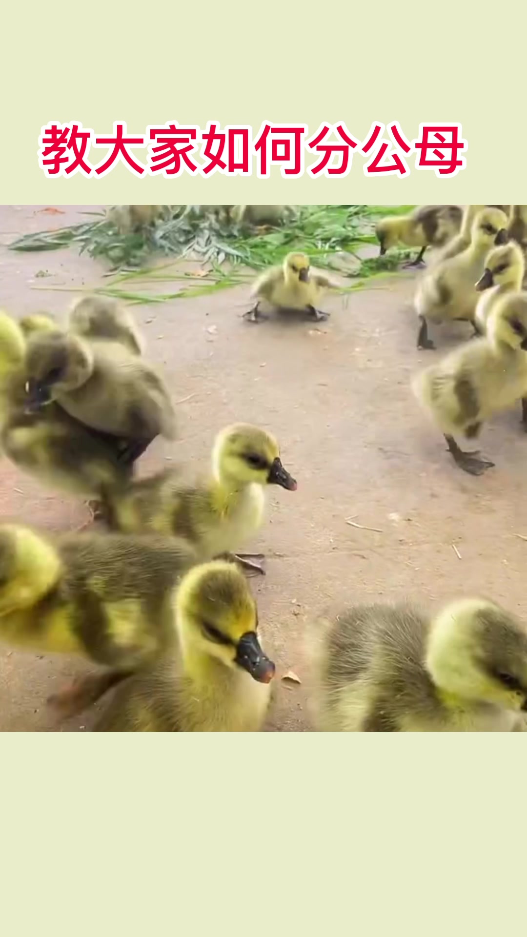如何给狮头鹅苗分公母?